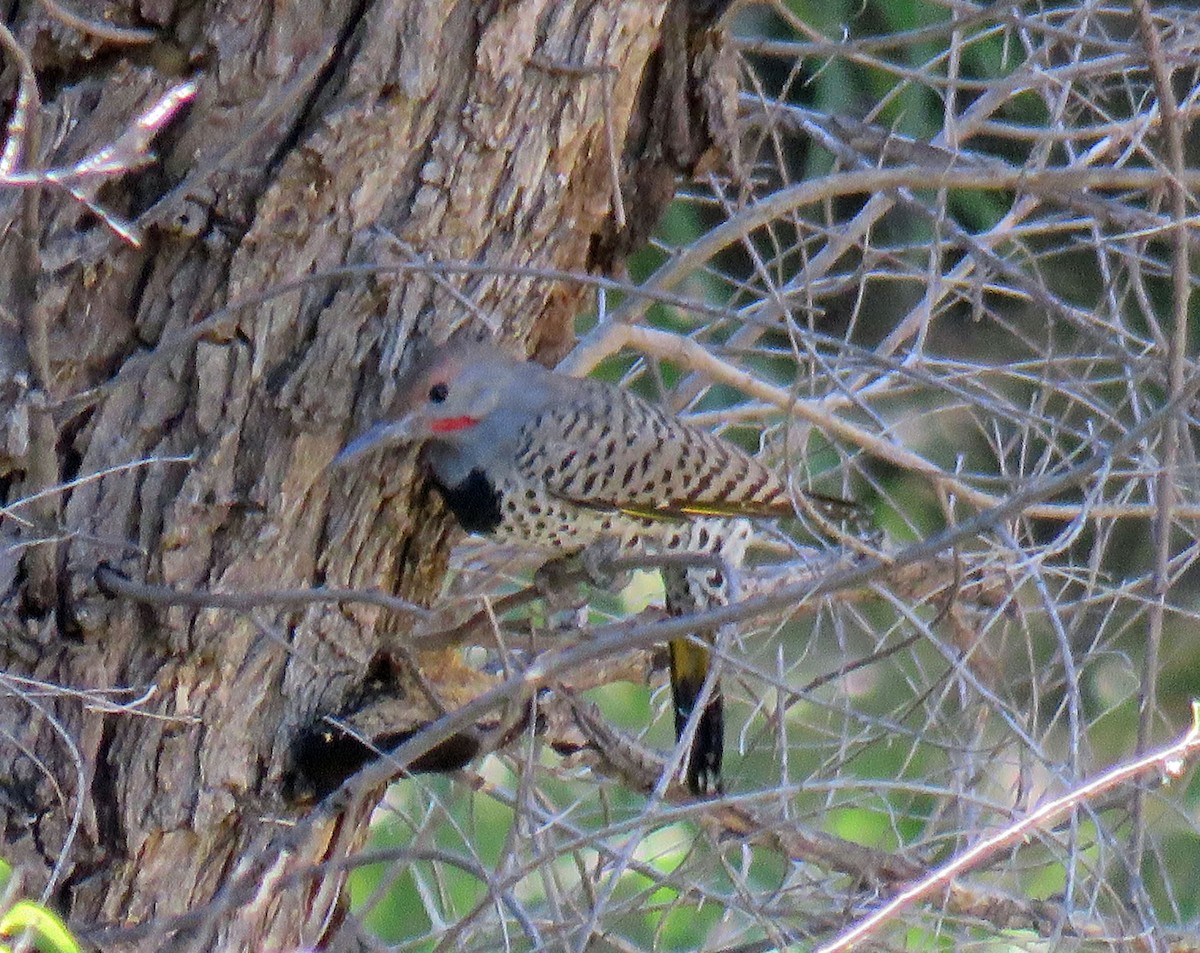Gilded Flicker - Cathy Beck