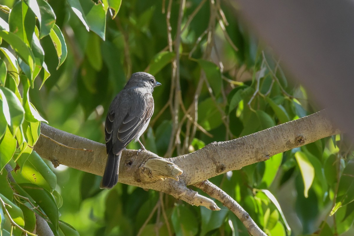 Ashy Flycatcher - Erik Martin