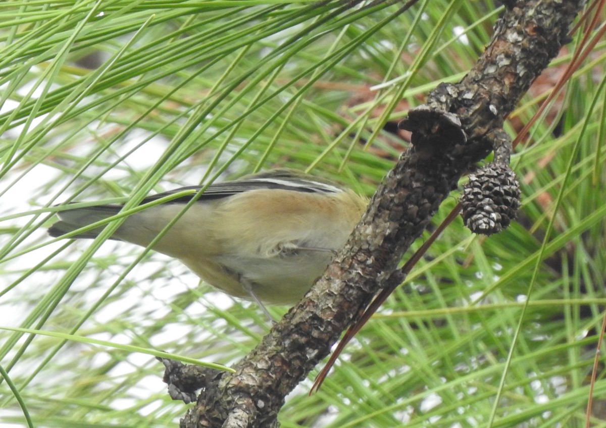 Bay-breasted Warbler - ML182978081