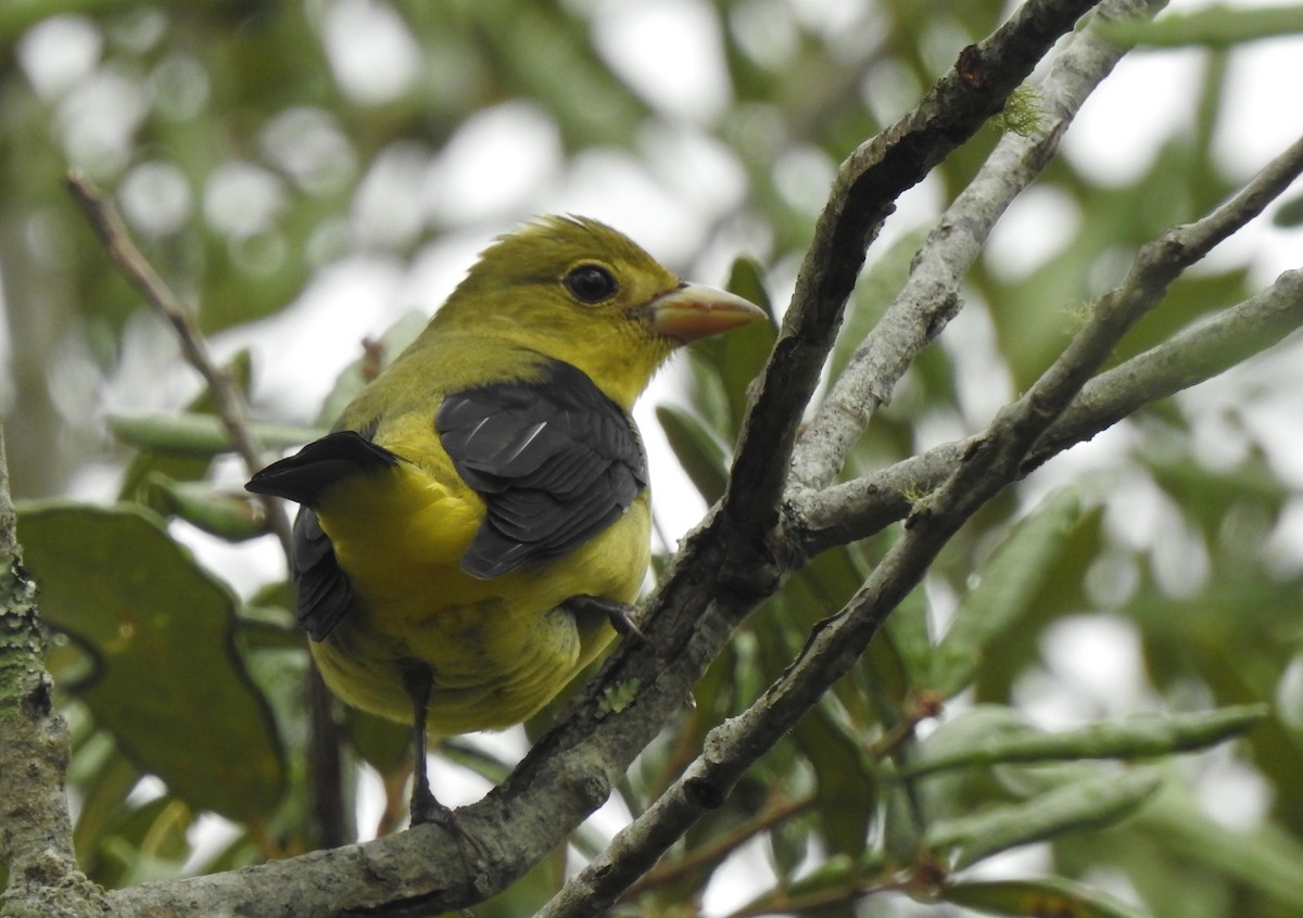 Scarlet Tanager - ML182979141