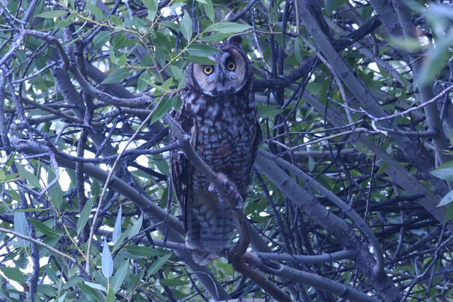 Long-eared Owl - ML182979271