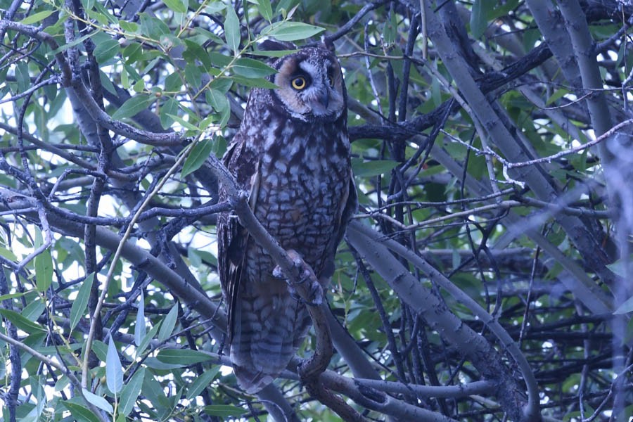 Long-eared Owl - ML182979281