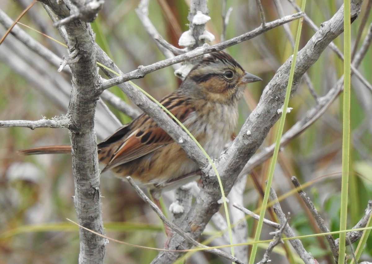 Swamp Sparrow - ML182979301