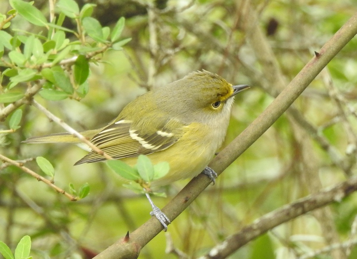 White-eyed Vireo - ML182979391