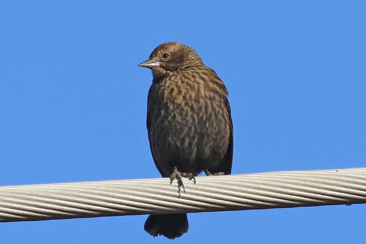 Red-winged Blackbird - ML182980661