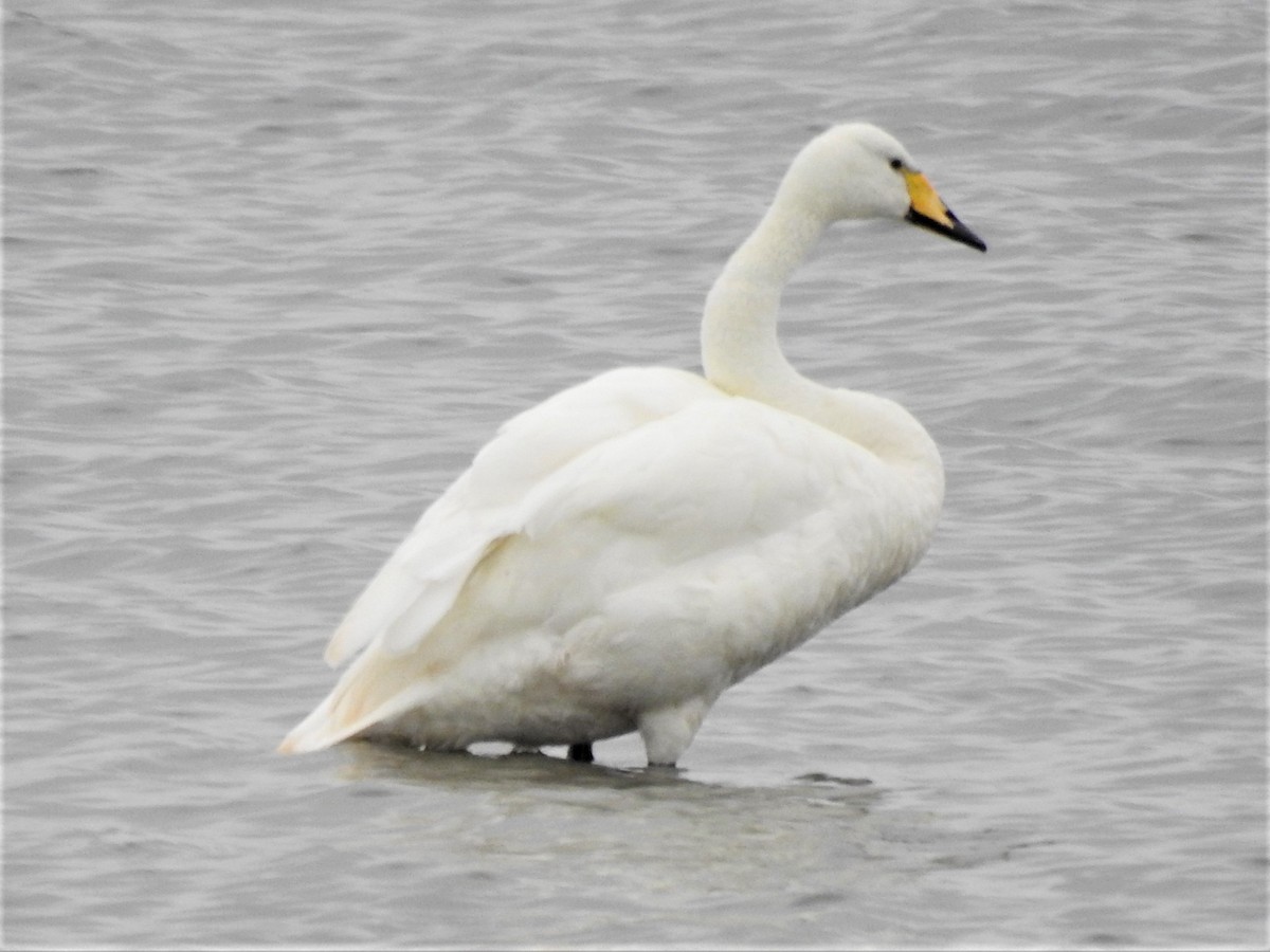 Whooper Swan - ML182981741