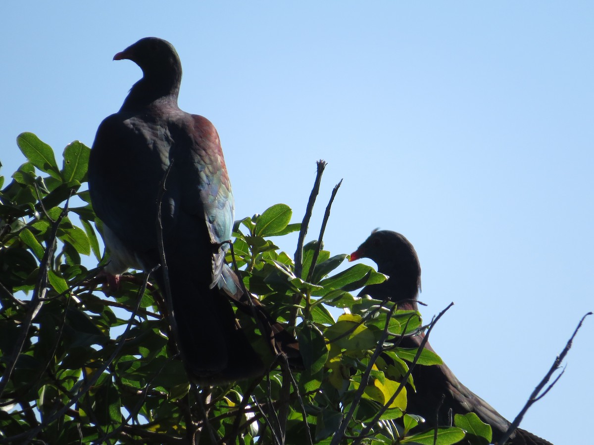 New Zealand Pigeon - ML182982351