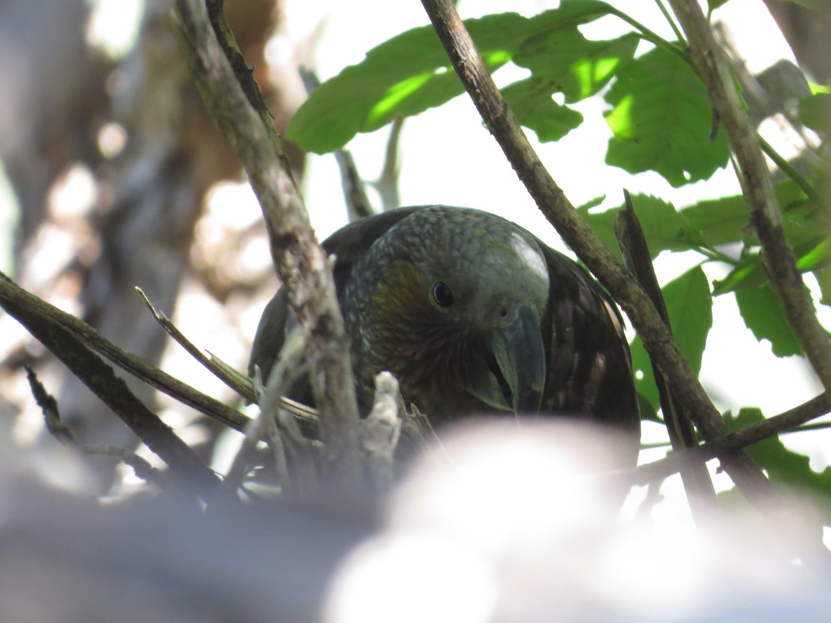 New Zealand Kaka - ML182982661