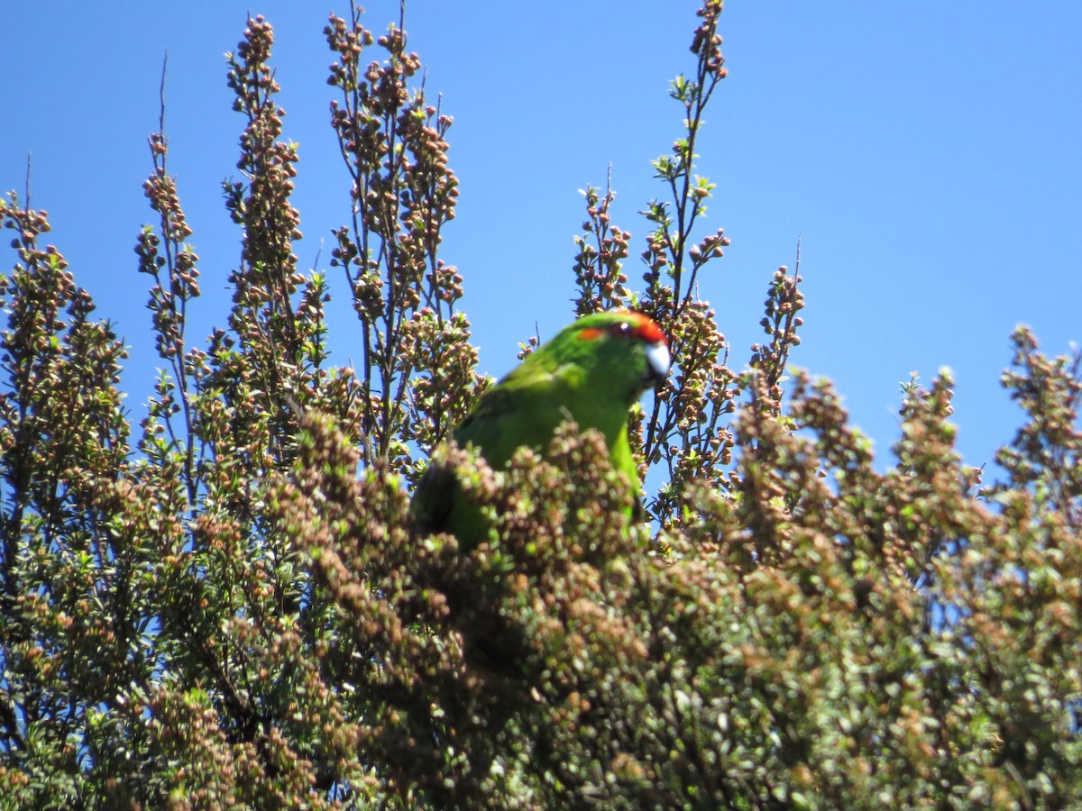 Red-crowned Parakeet - ML182982781