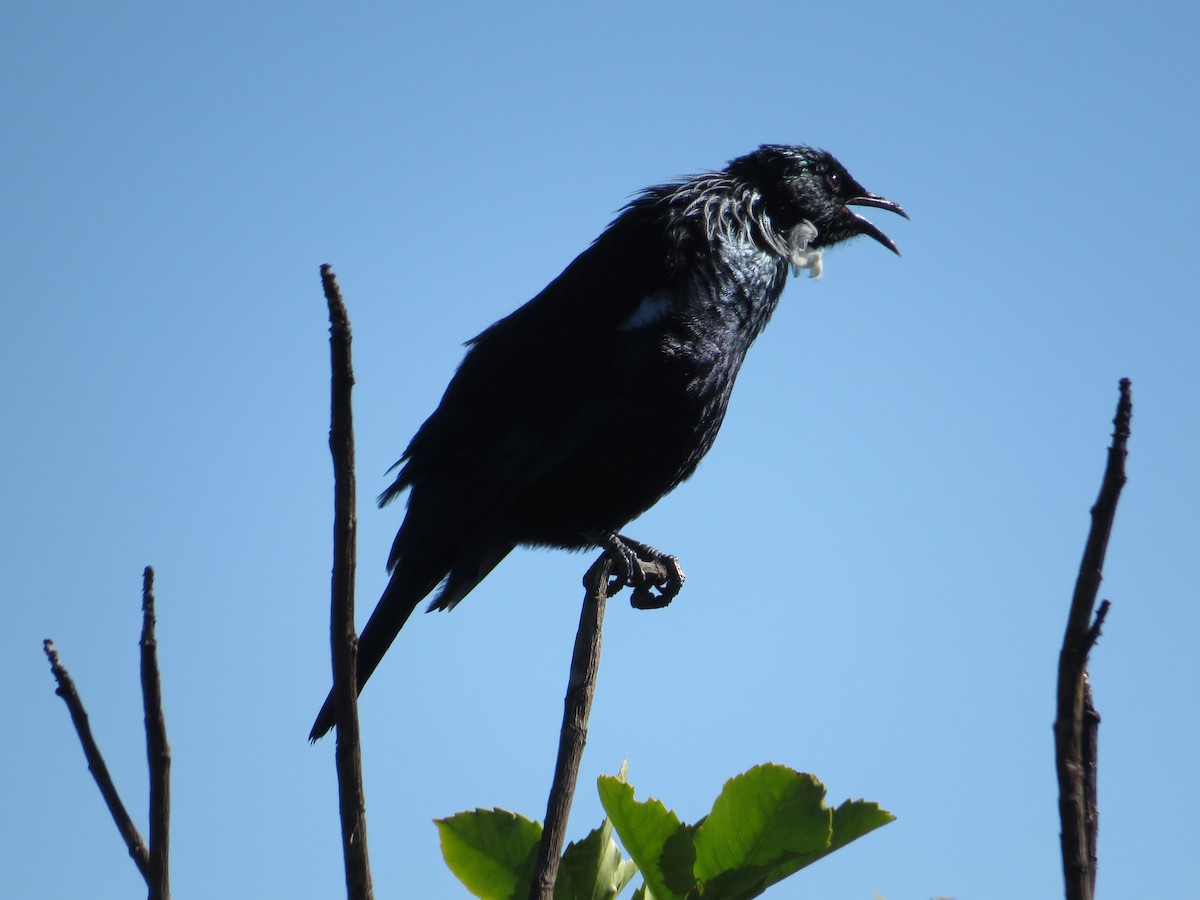 Mielero Tui - ML182982891