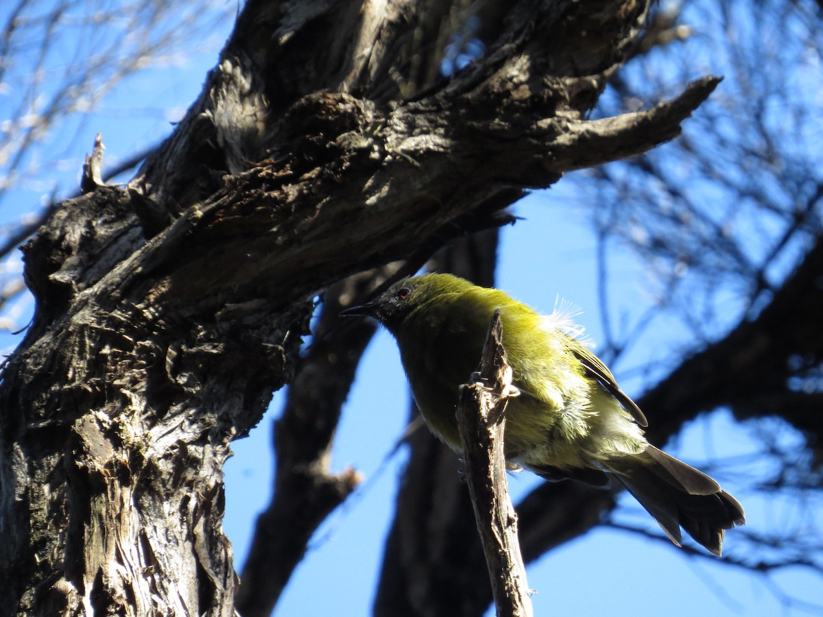 New Zealand Bellbird - ML182982971