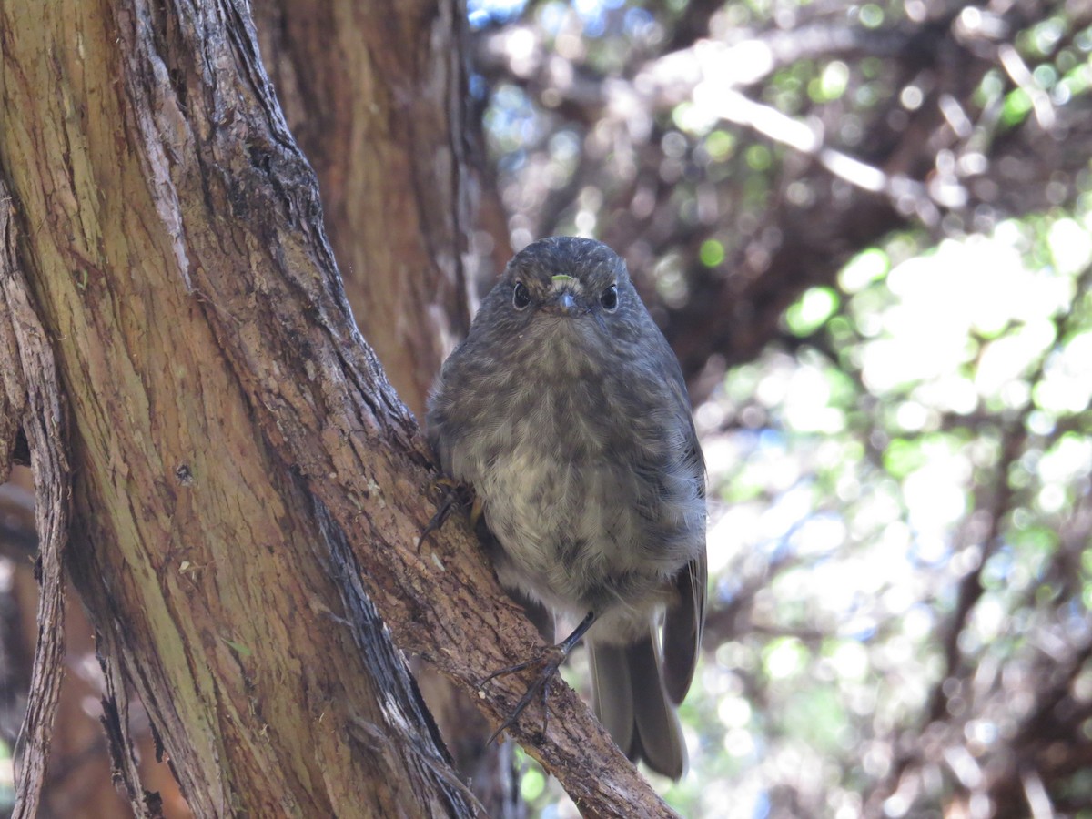 North Island Robin - ML182983391