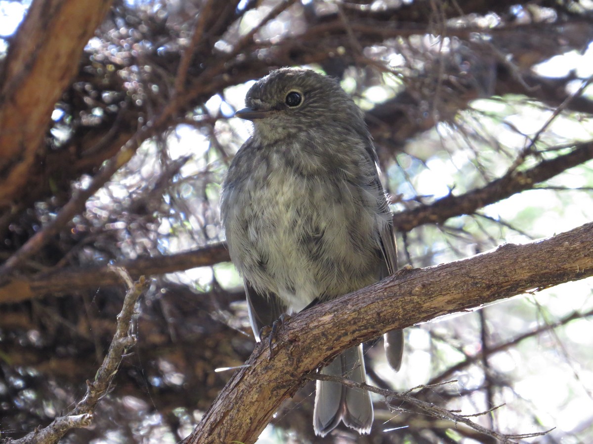 North Island Robin - ML182983401