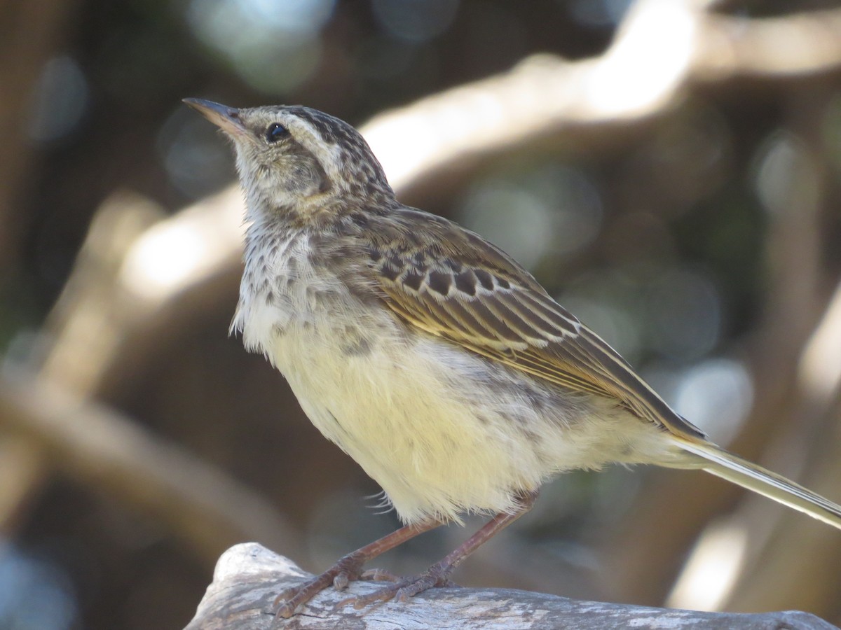 New Zealand Pipit - ML182983631