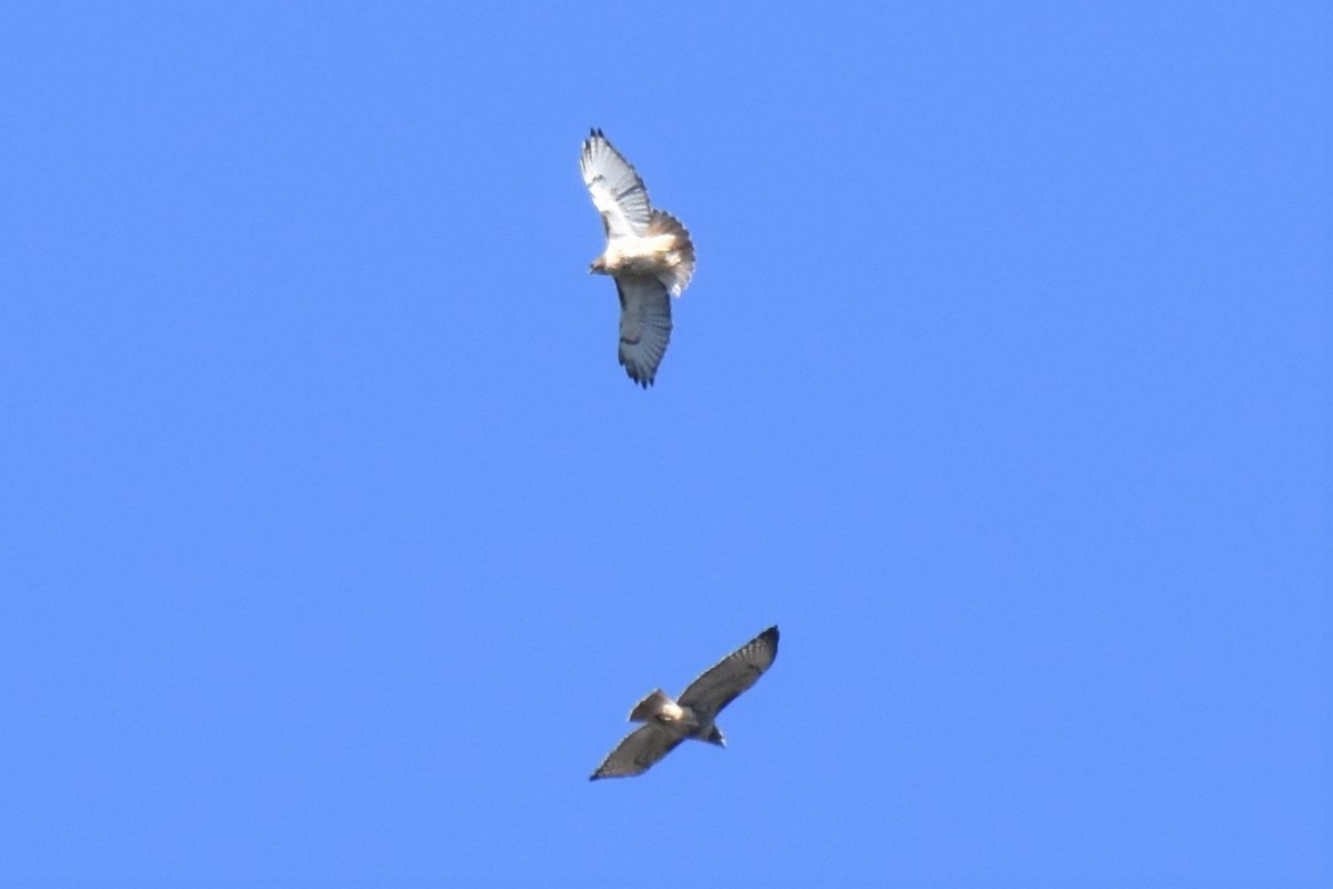 Red-tailed Hawk - ML182984301