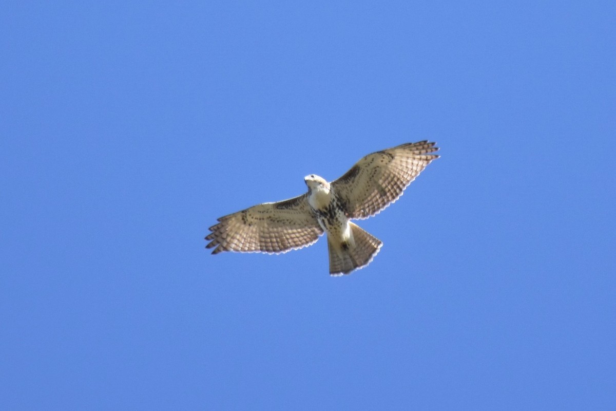 Red-tailed Hawk - ML182984341