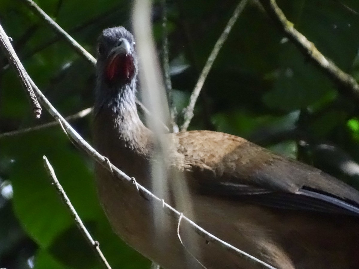 Rufous-vented Chachalaca - Jhonathan Miranda - Wandering Venezuela Birding Expeditions