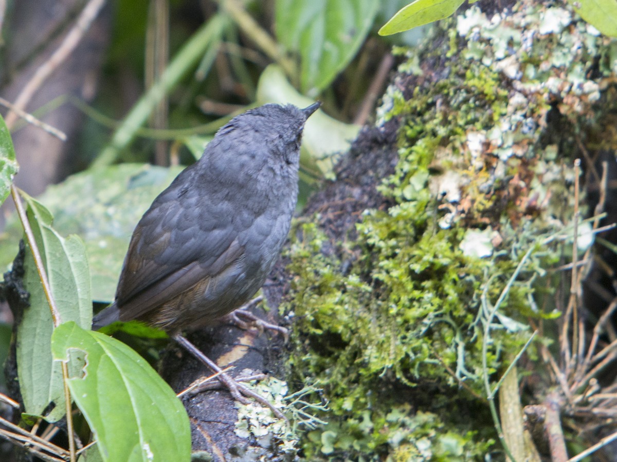 Caracas Tapaculo - Oswaldo Hernández Sánchez