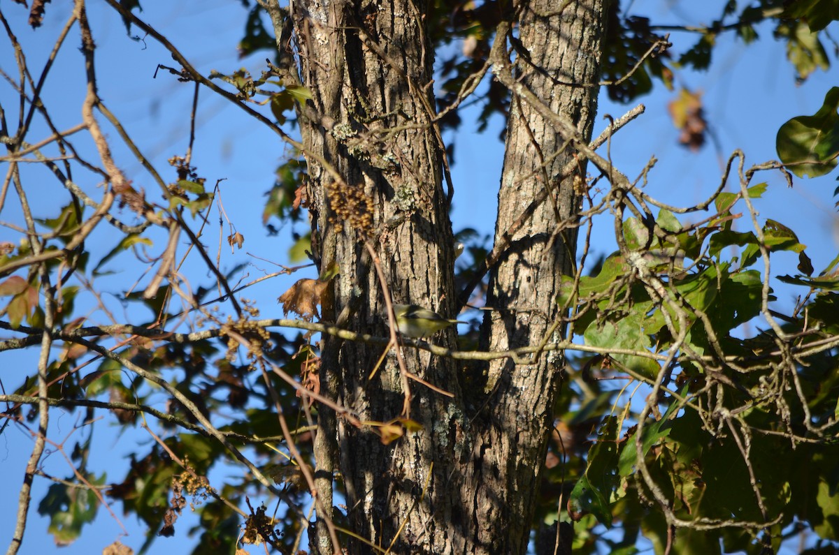 Blue-headed Vireo - ML182988071