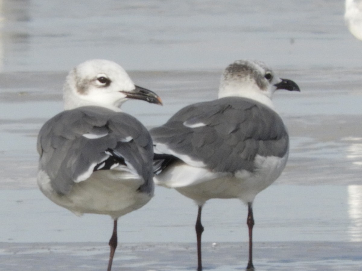 Laughing Gull - Dennis Kent