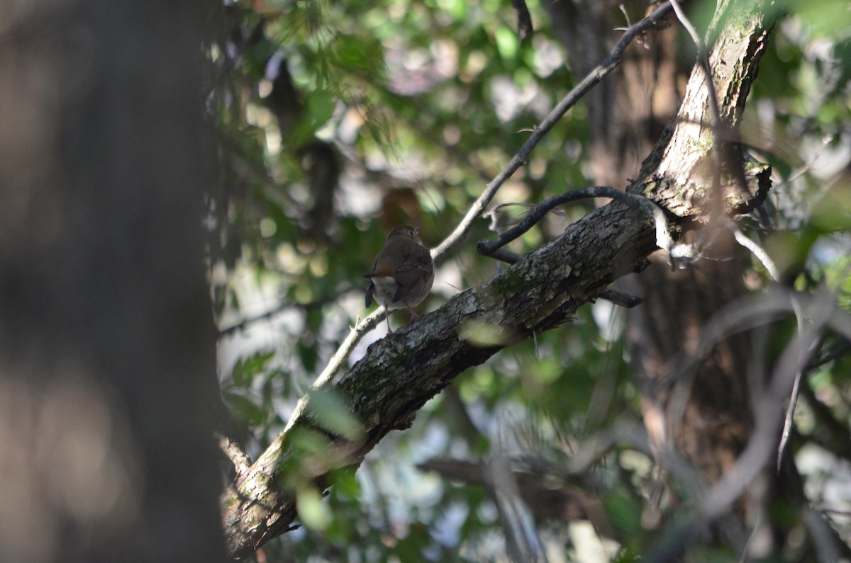 Hermit Thrush - ML182988231