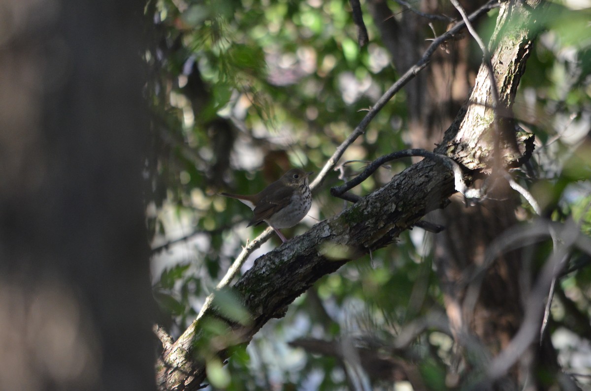 Hermit Thrush - Chris Bartal