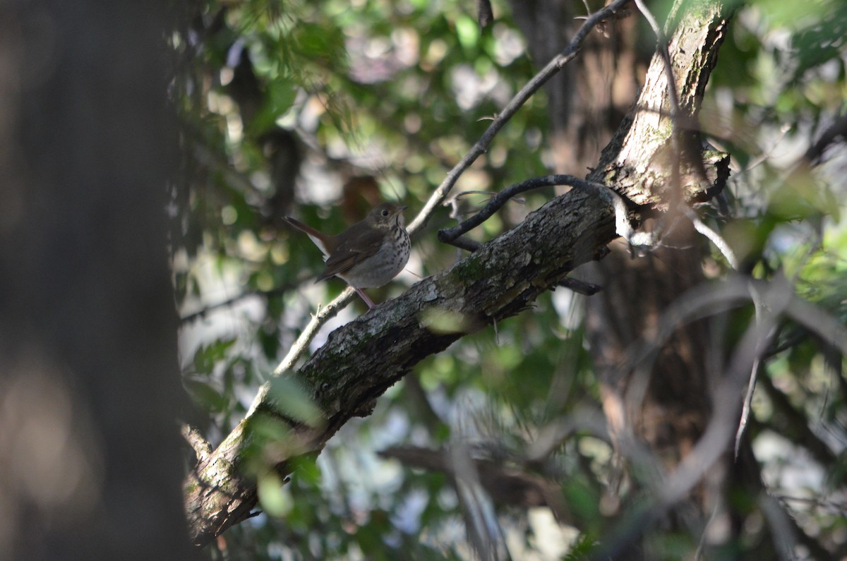 Hermit Thrush - ML182988251