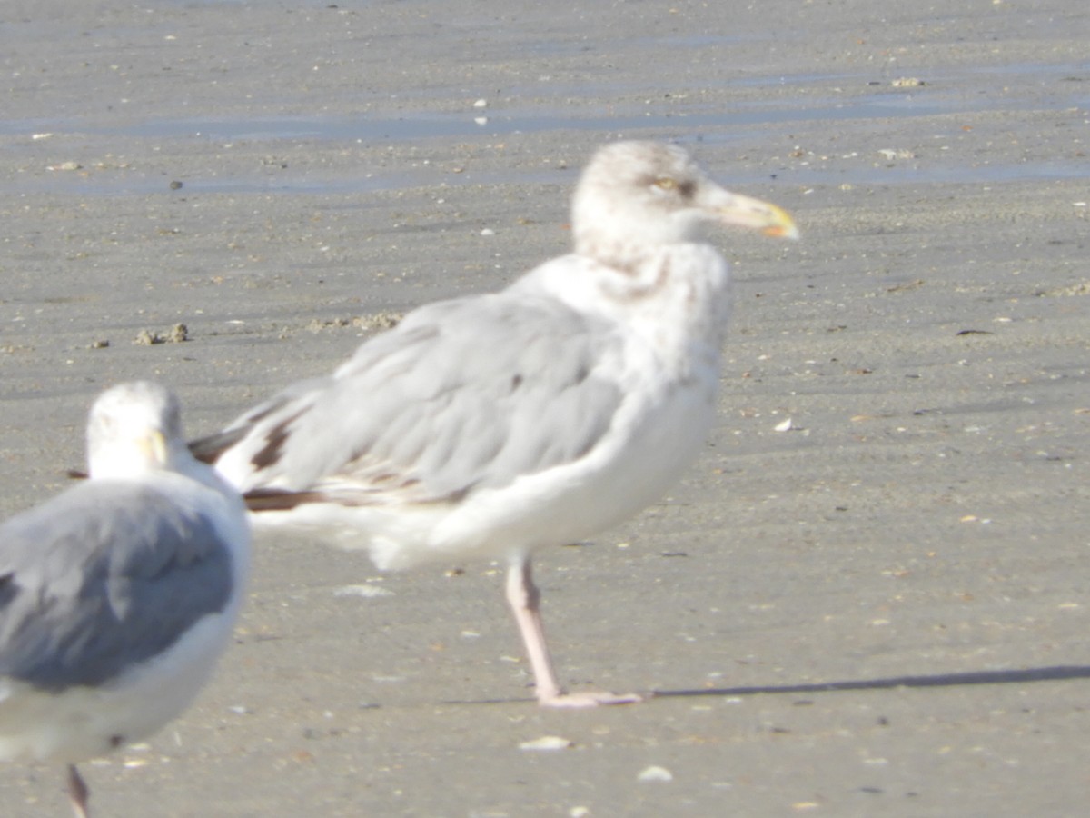 Herring Gull - ML182988631