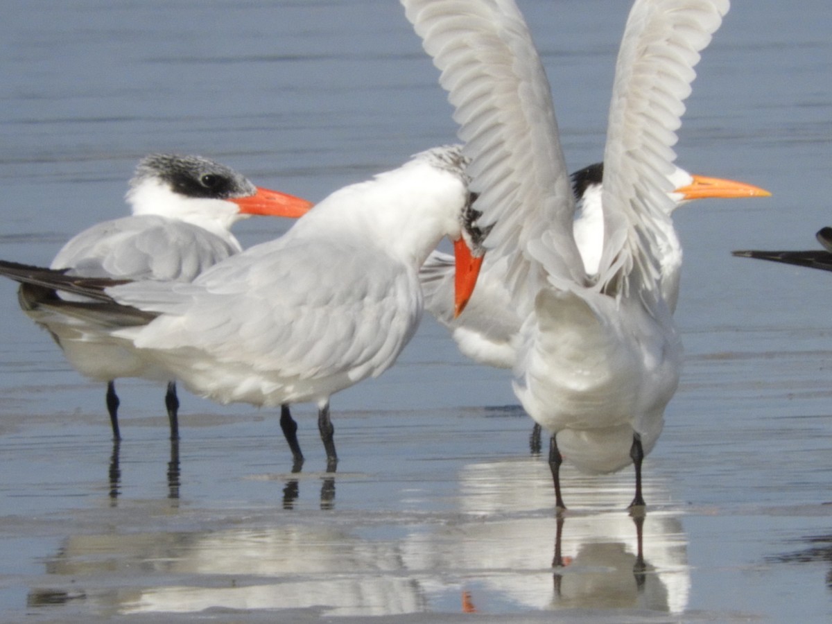 Caspian Tern - ML182988861