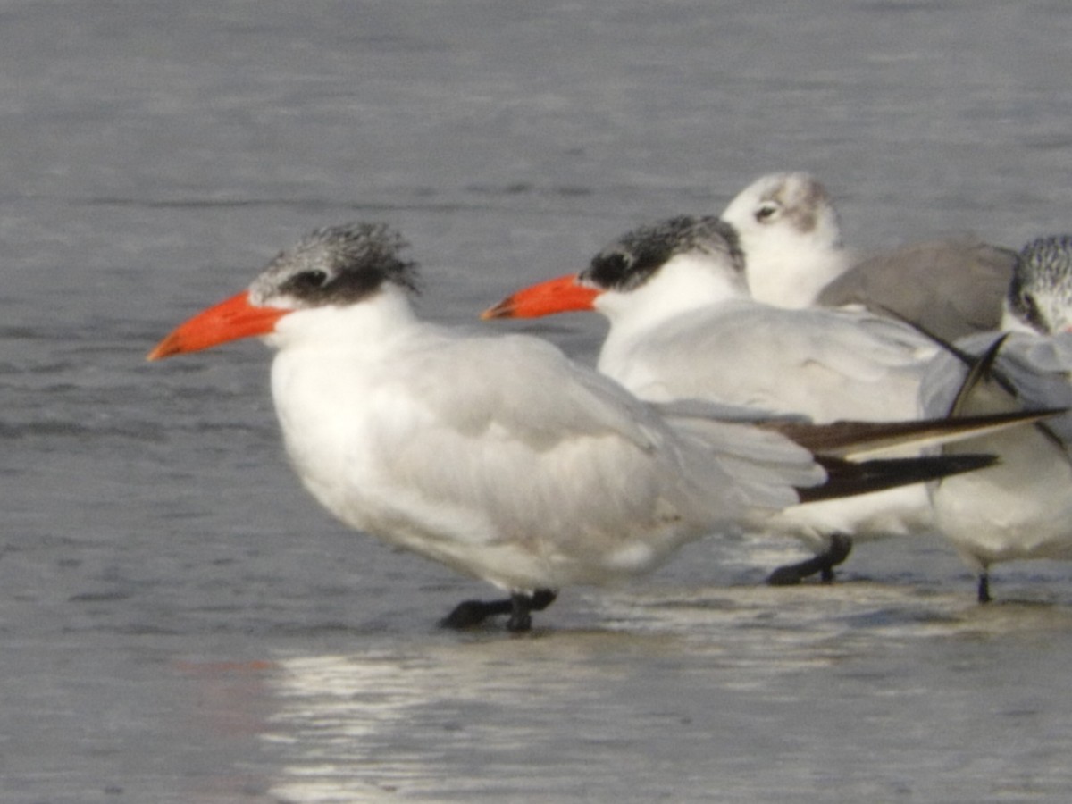 Caspian Tern - ML182988971