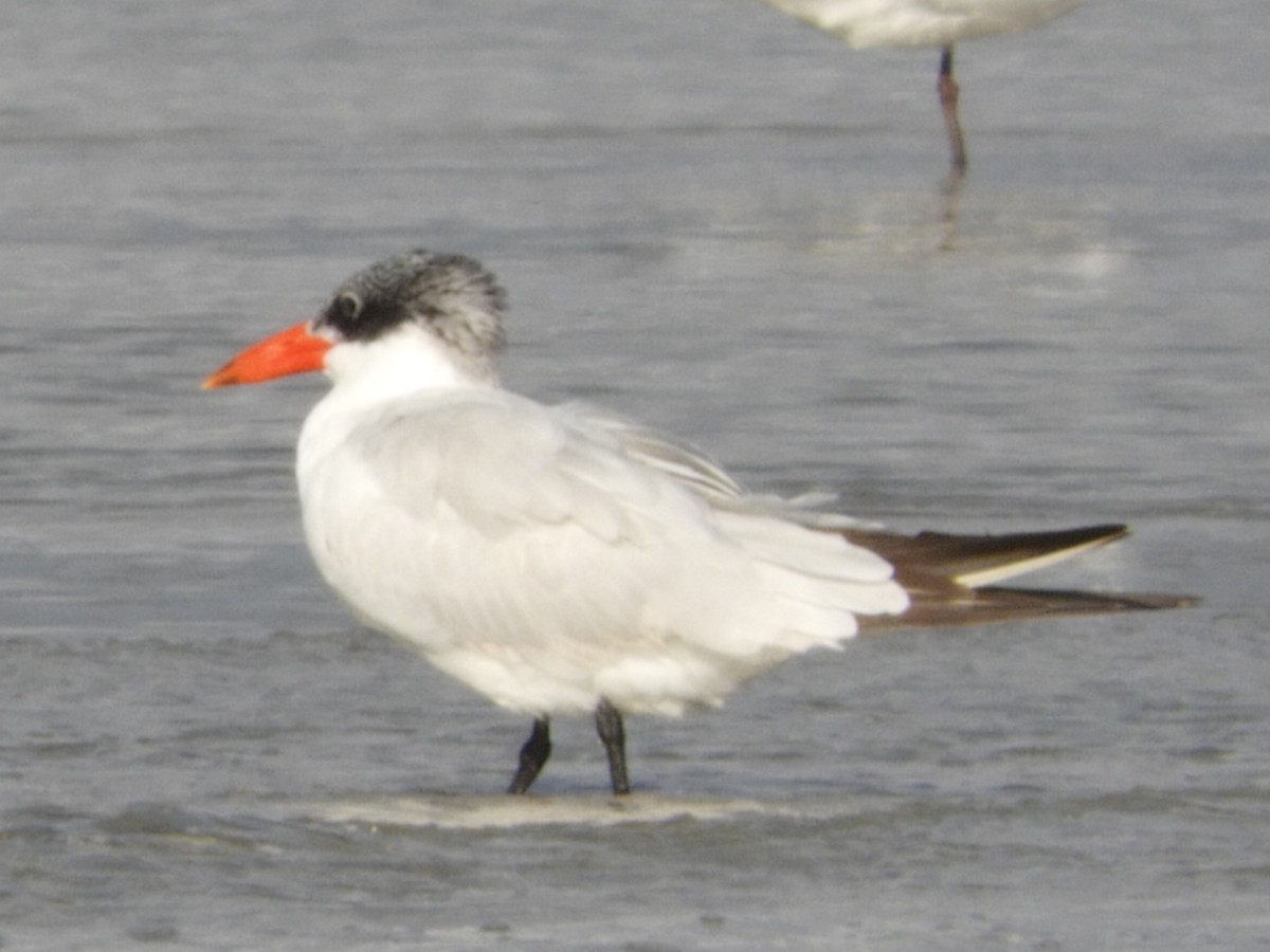 Caspian Tern - Dennis Kent