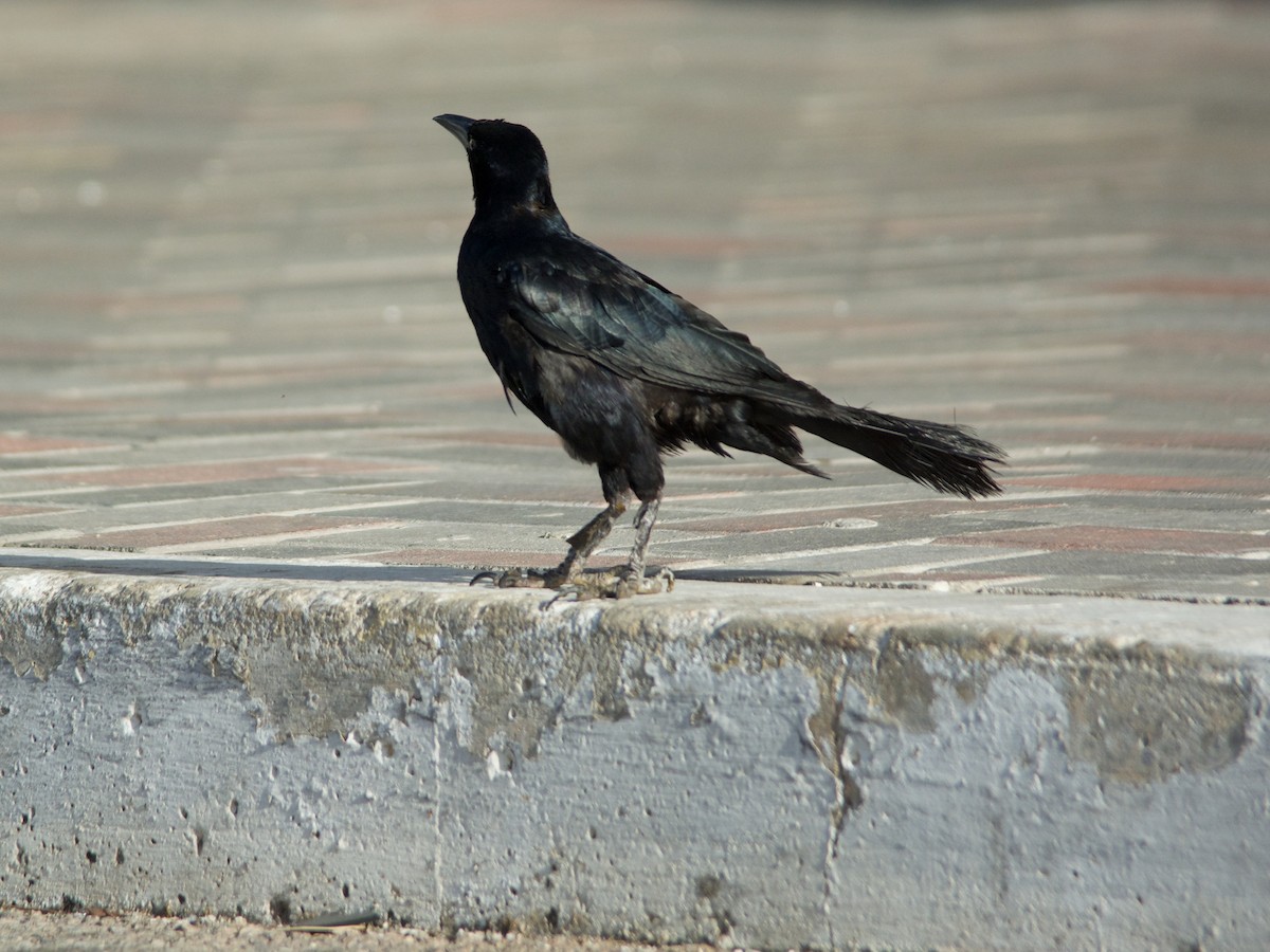 Great-tailed Grackle - ML182989151