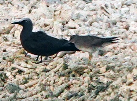 Wandering Tattler - ML182989161