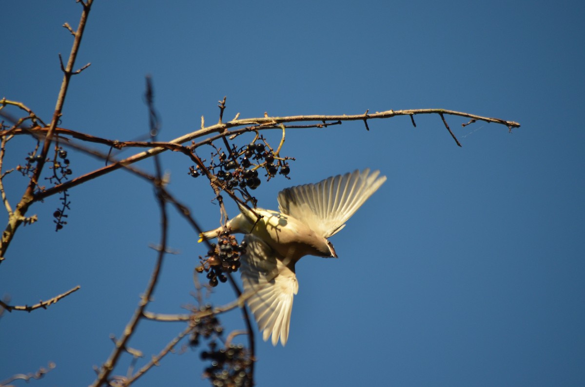 Cedar Waxwing - ML182989211