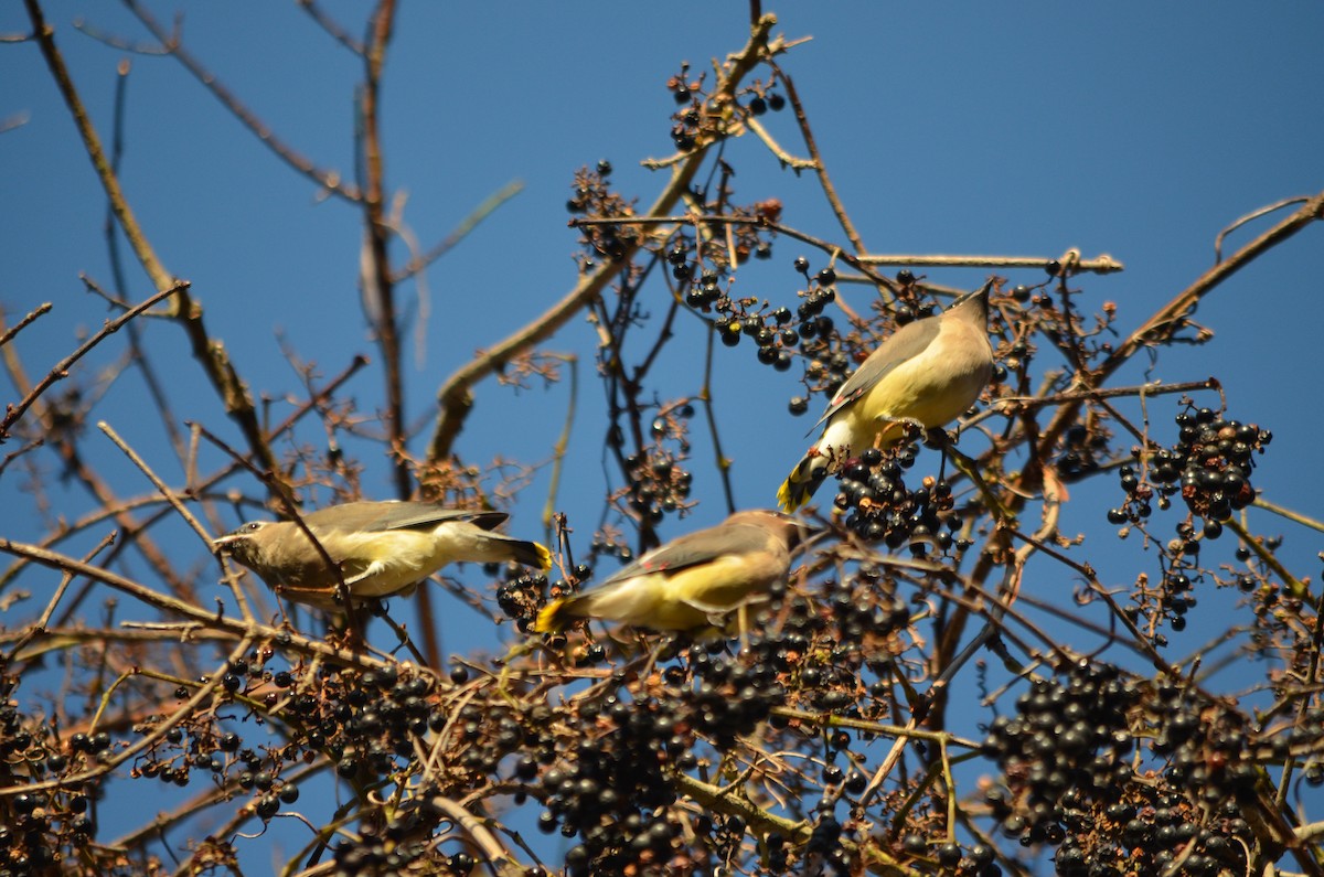 Cedar Waxwing - Chris Bartal