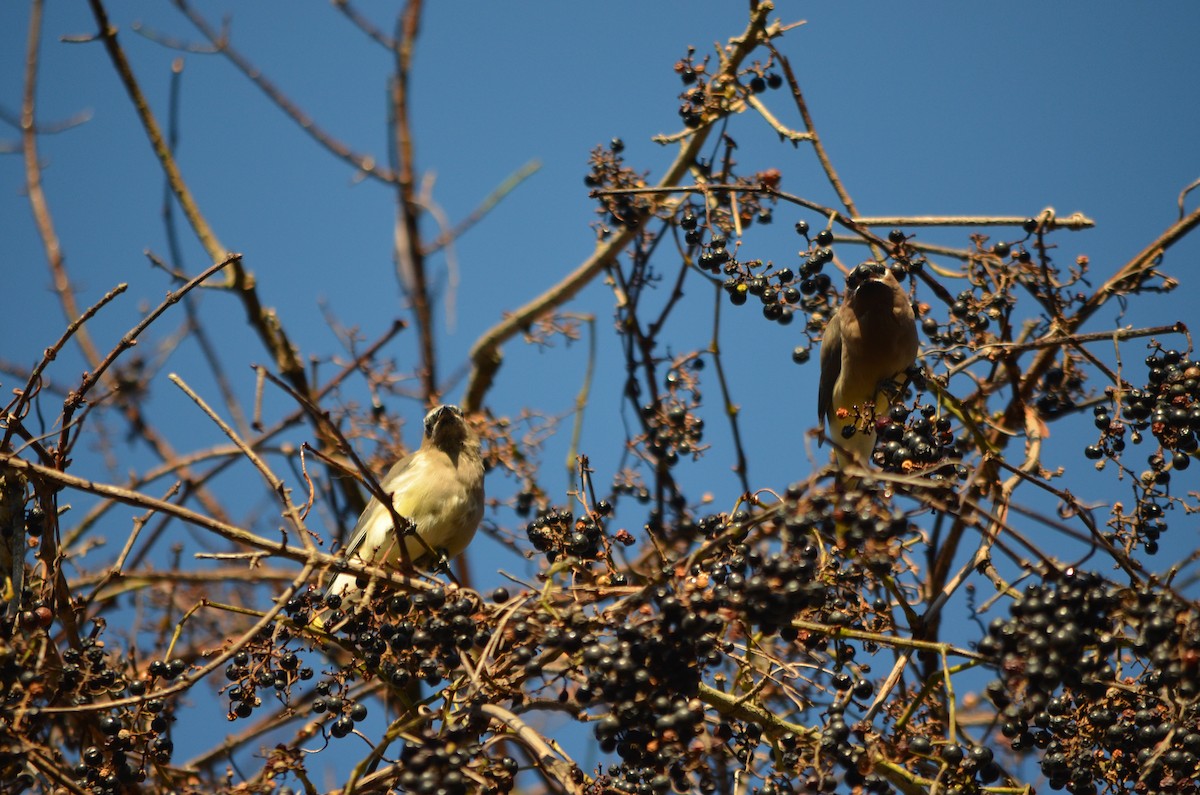 Cedar Waxwing - ML182989251