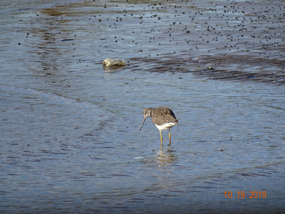 Greater Yellowlegs - ML182990291