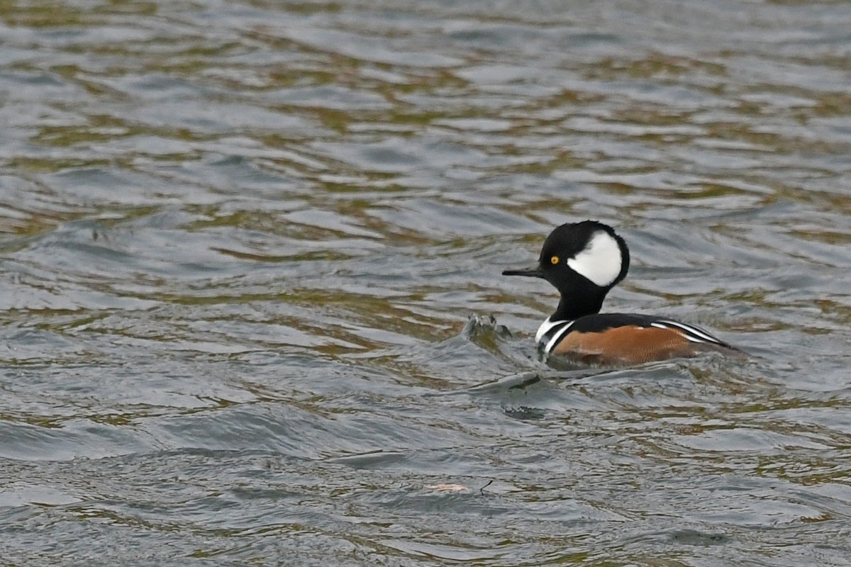 Hooded Merganser - ML182991371