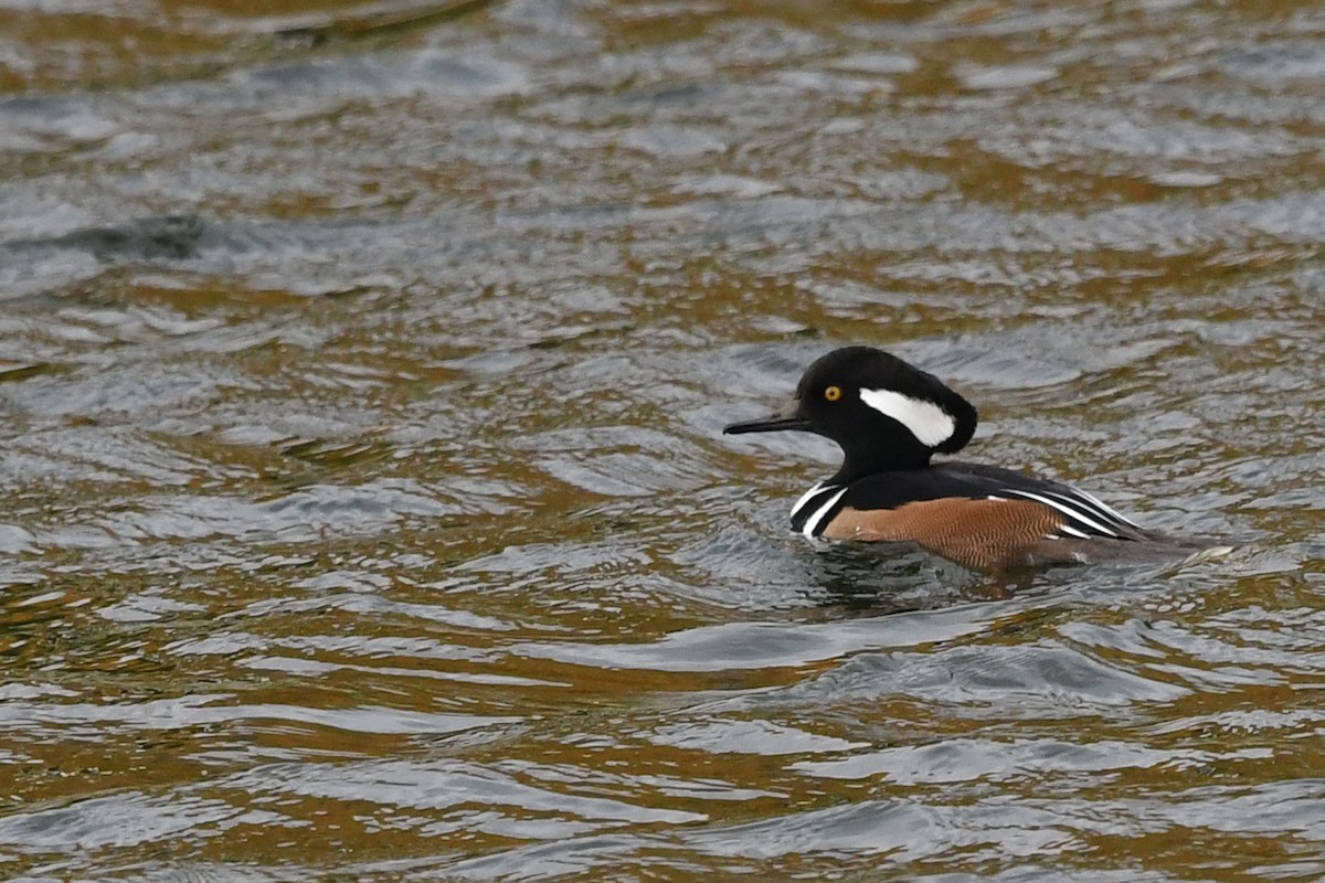 Hooded Merganser - ML182991381