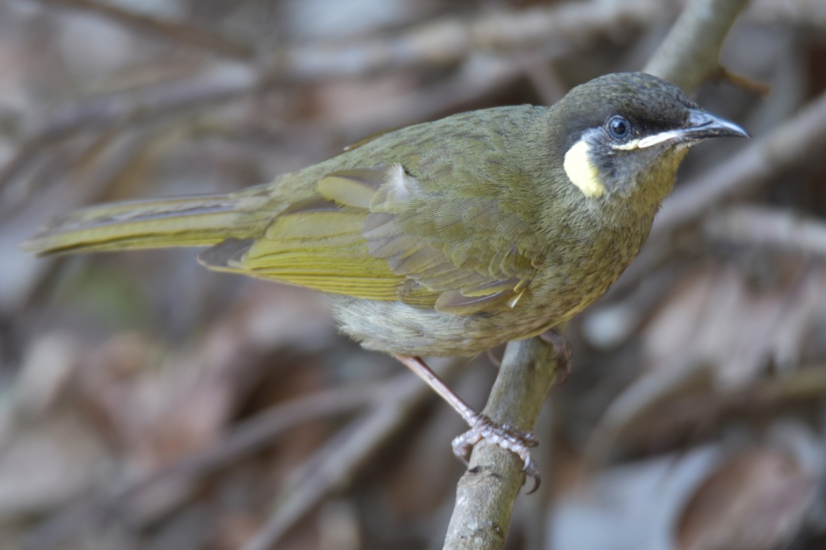 Lewin's Honeyeater - Peter & Shelly Watts