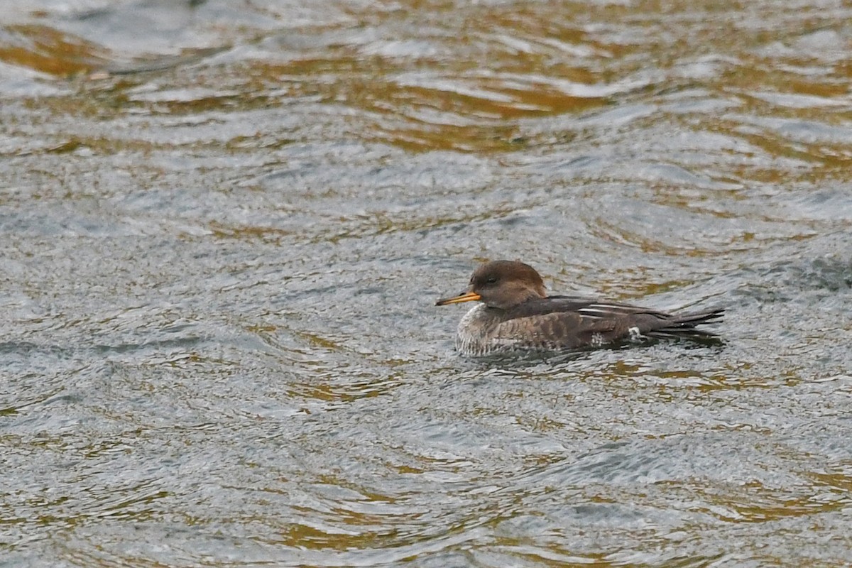Hooded Merganser - ML182992081