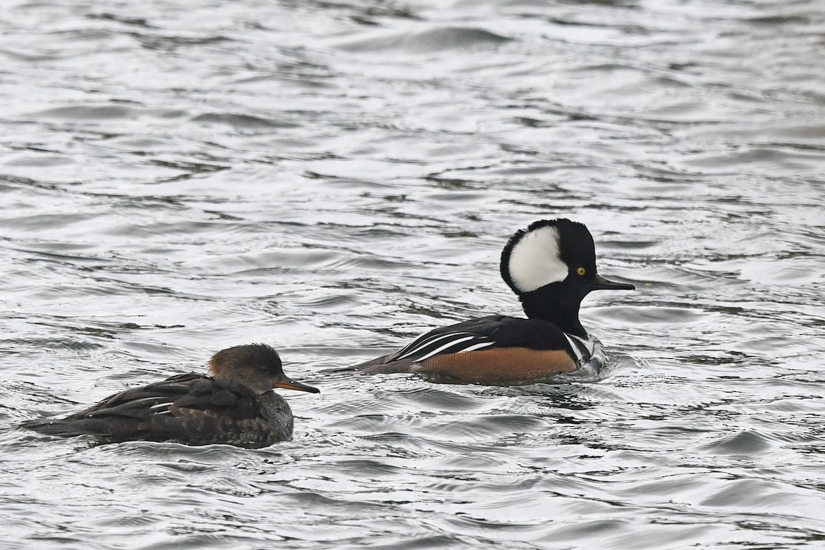 Hooded Merganser - ML182992091