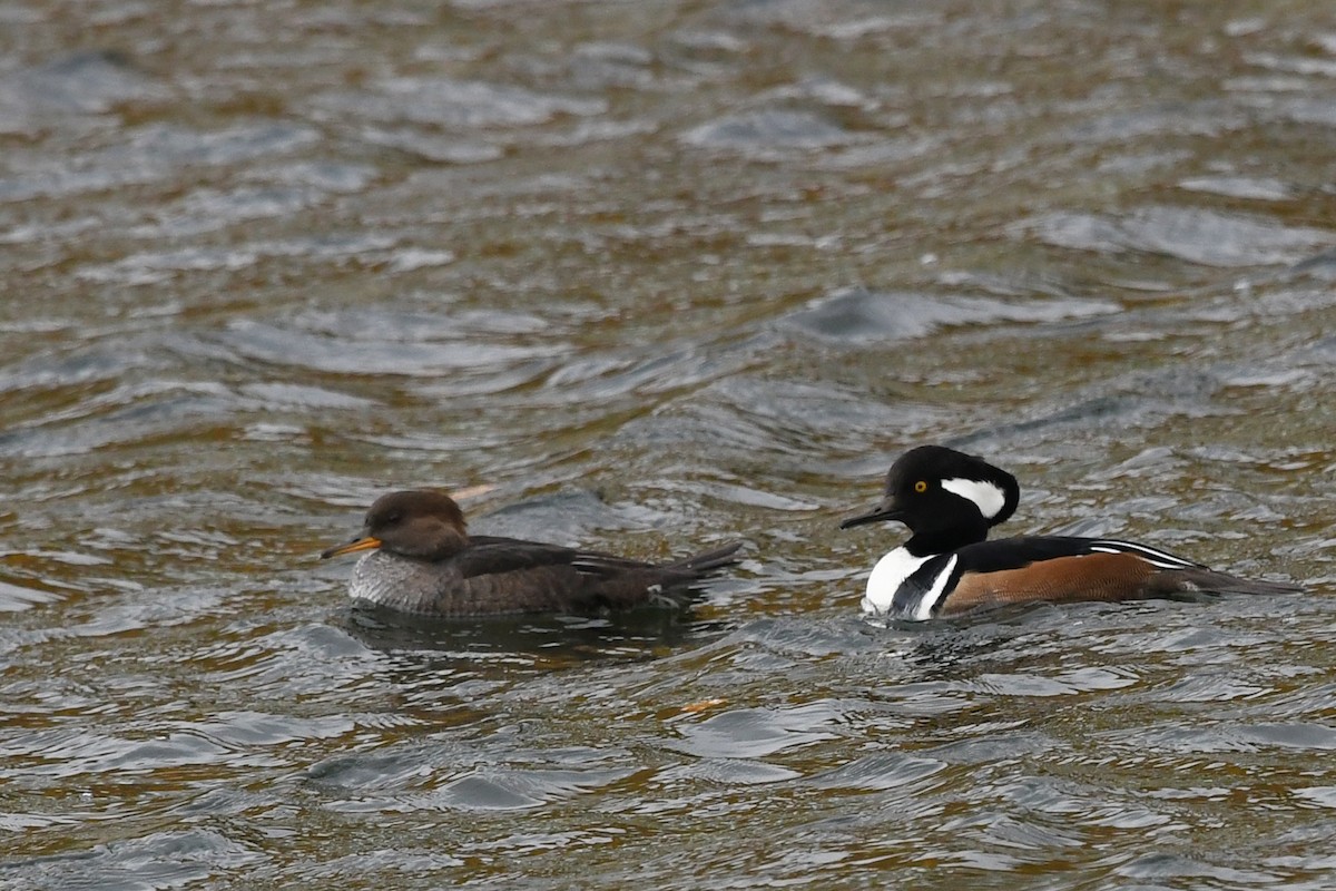 Hooded Merganser - ML182992131