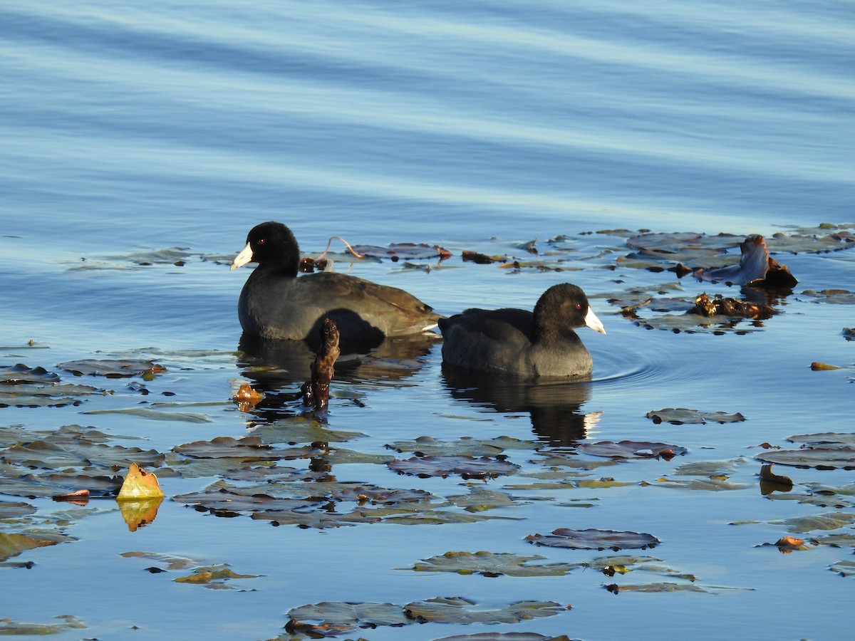 American Coot - Louise Ruggeri