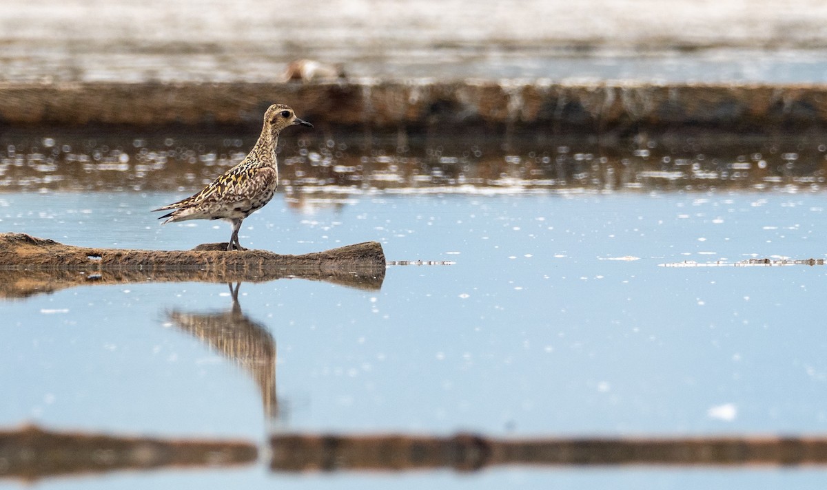 Pacific Golden-Plover - Forest Botial-Jarvis