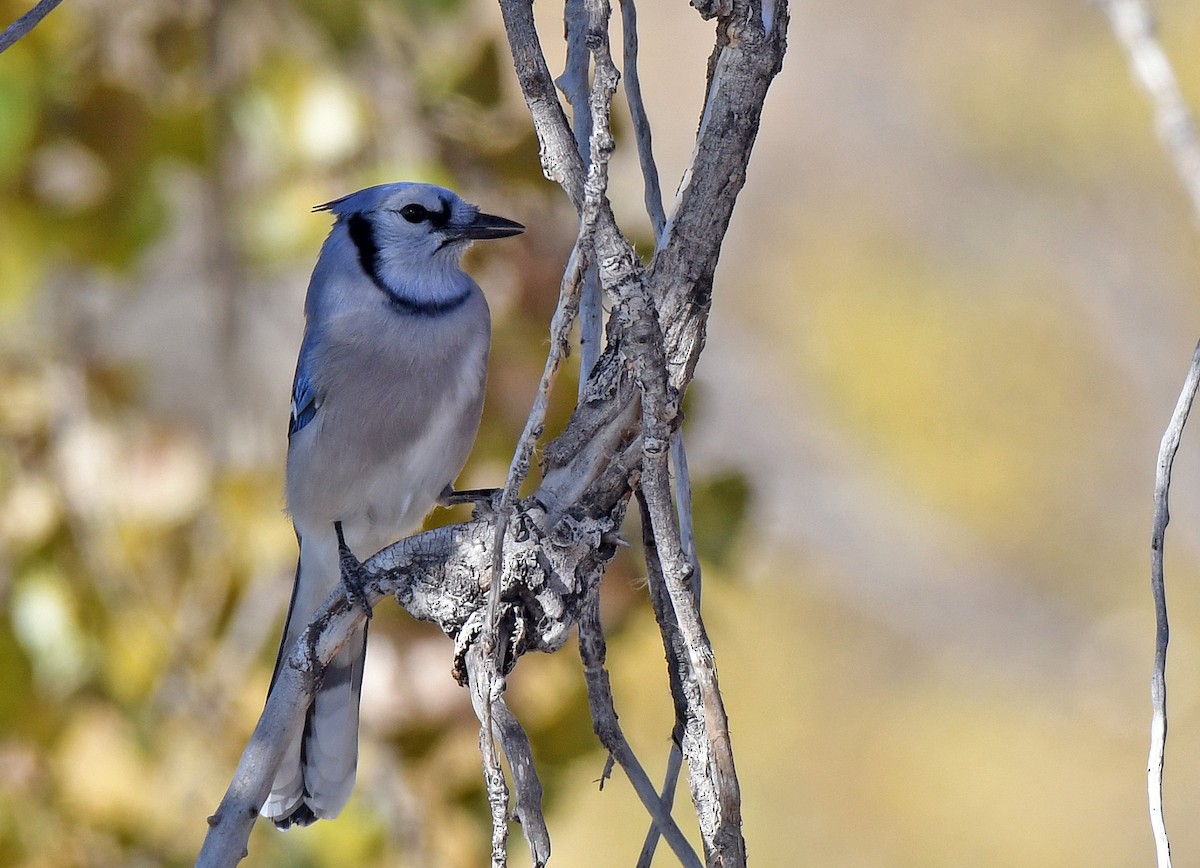 Blue Jay - ML182993381