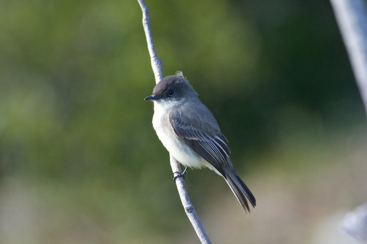 Eastern Phoebe - ML182993881