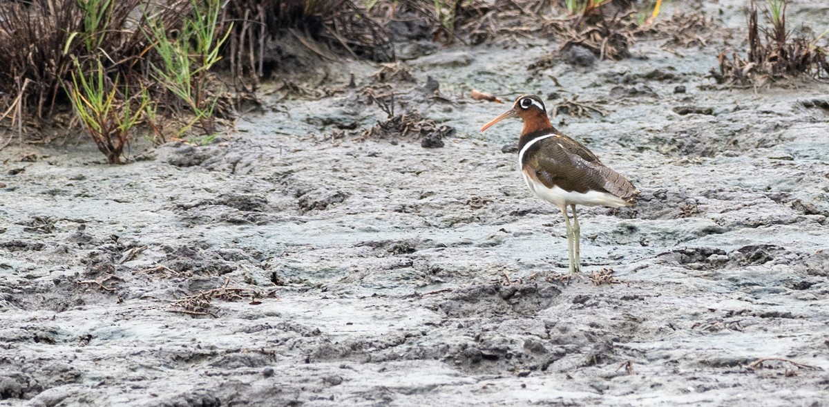 Greater Painted-Snipe - Forest Botial-Jarvis