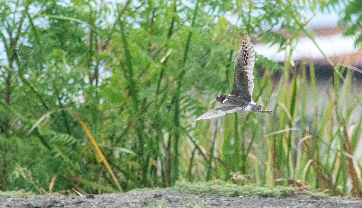 Greater Painted-Snipe - ML182993921