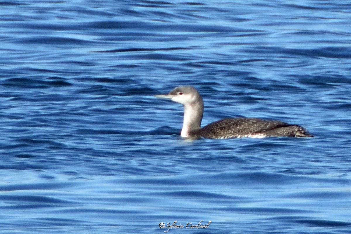 Red-throated Loon - Sylvain Cardinal